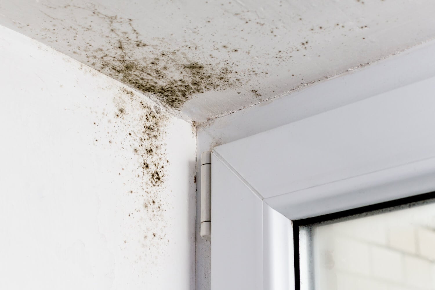 Mold & Mildew Mold & Mildew